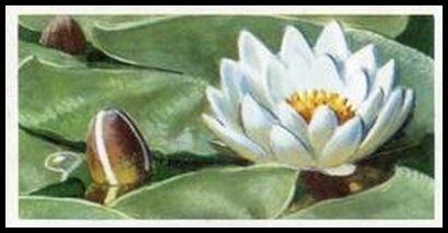 27 White Water Lily